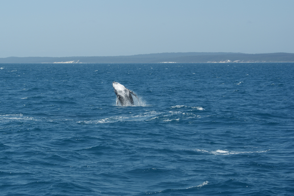 Humback-Whale-Australie