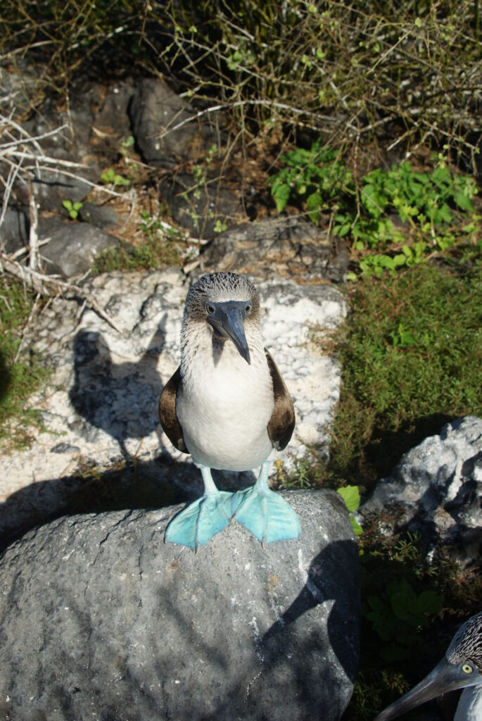 Ecuador Galapagos Eilanden Blue footed booby